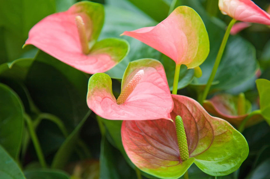 Heirloom Non-GMO Anthurium Andraeanum Flower Seeds – Green Pink Exotic Blooms for Planting