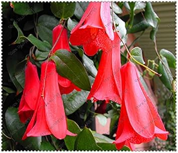 Flower Seeds, Seeds for Planting, Plant Seeds