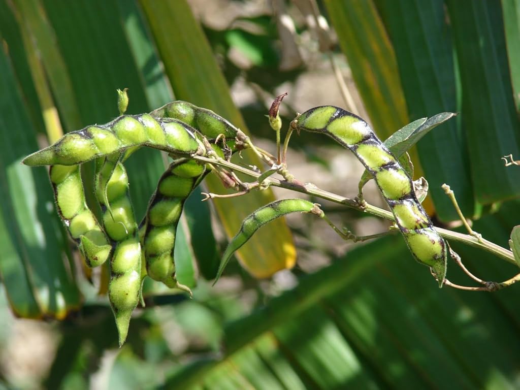 Vegetable Seeds, Seeds for Planting, Plant Seeds