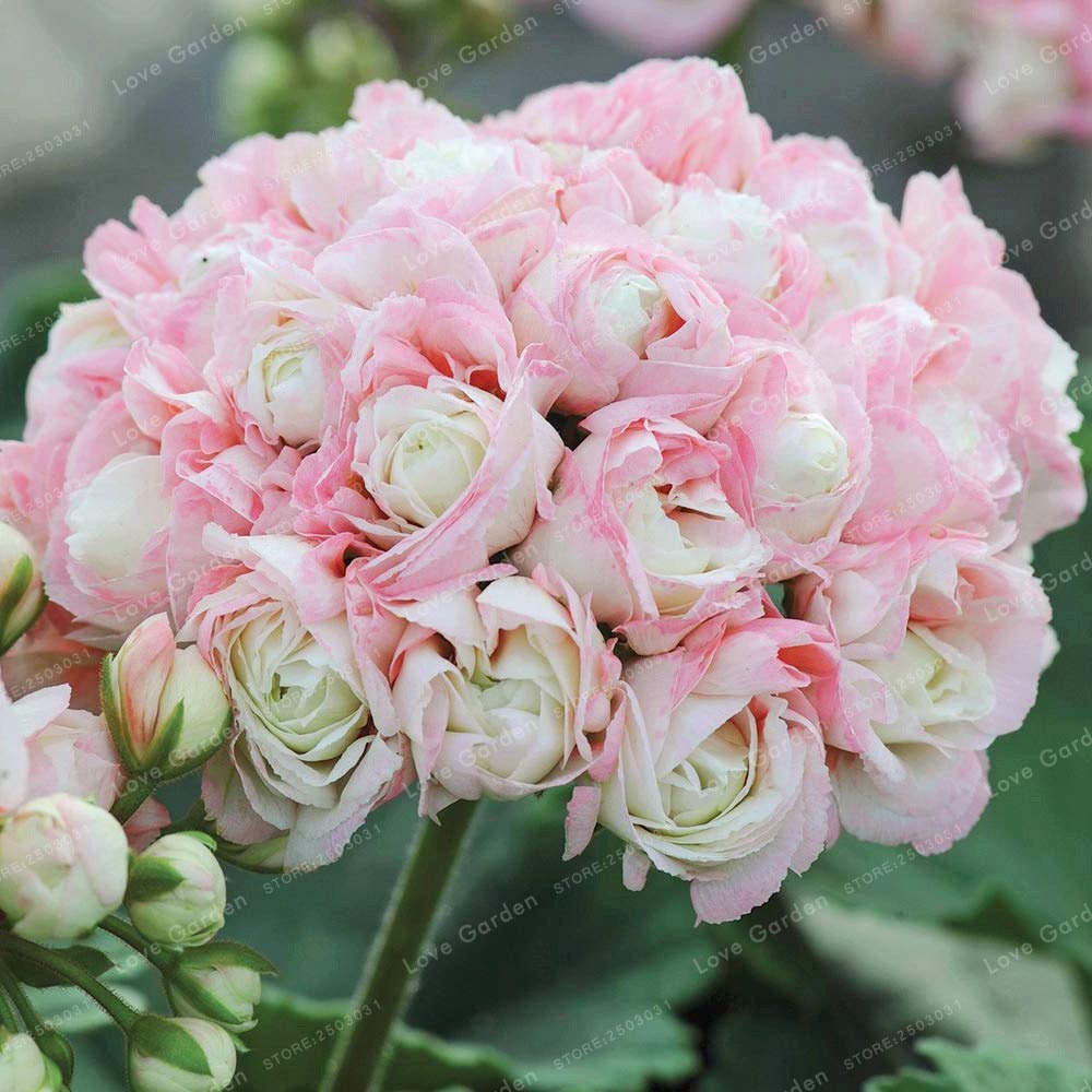 Light Pink Pelargonium Flower Seeds for Planting, 100 pcs