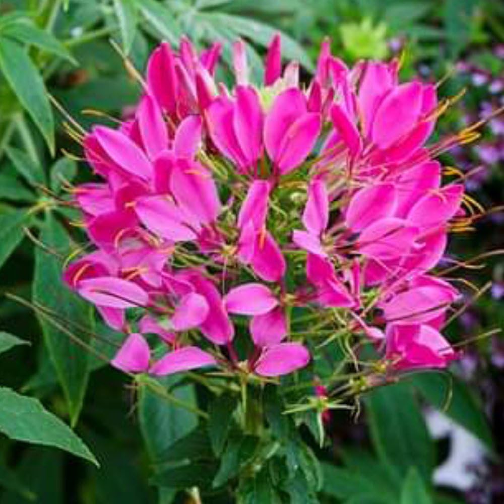 spider flower flower seeds