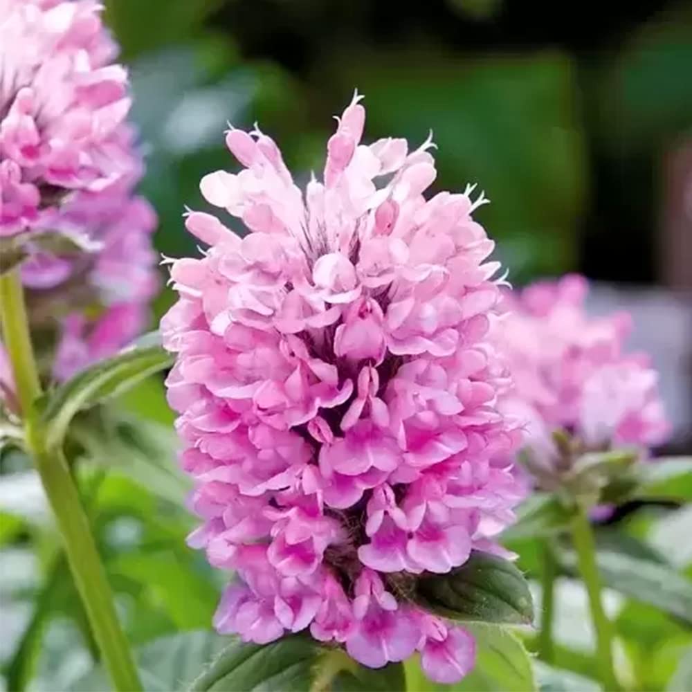 Nepeta Parnassica Plantefrø til udplantning 100 stk