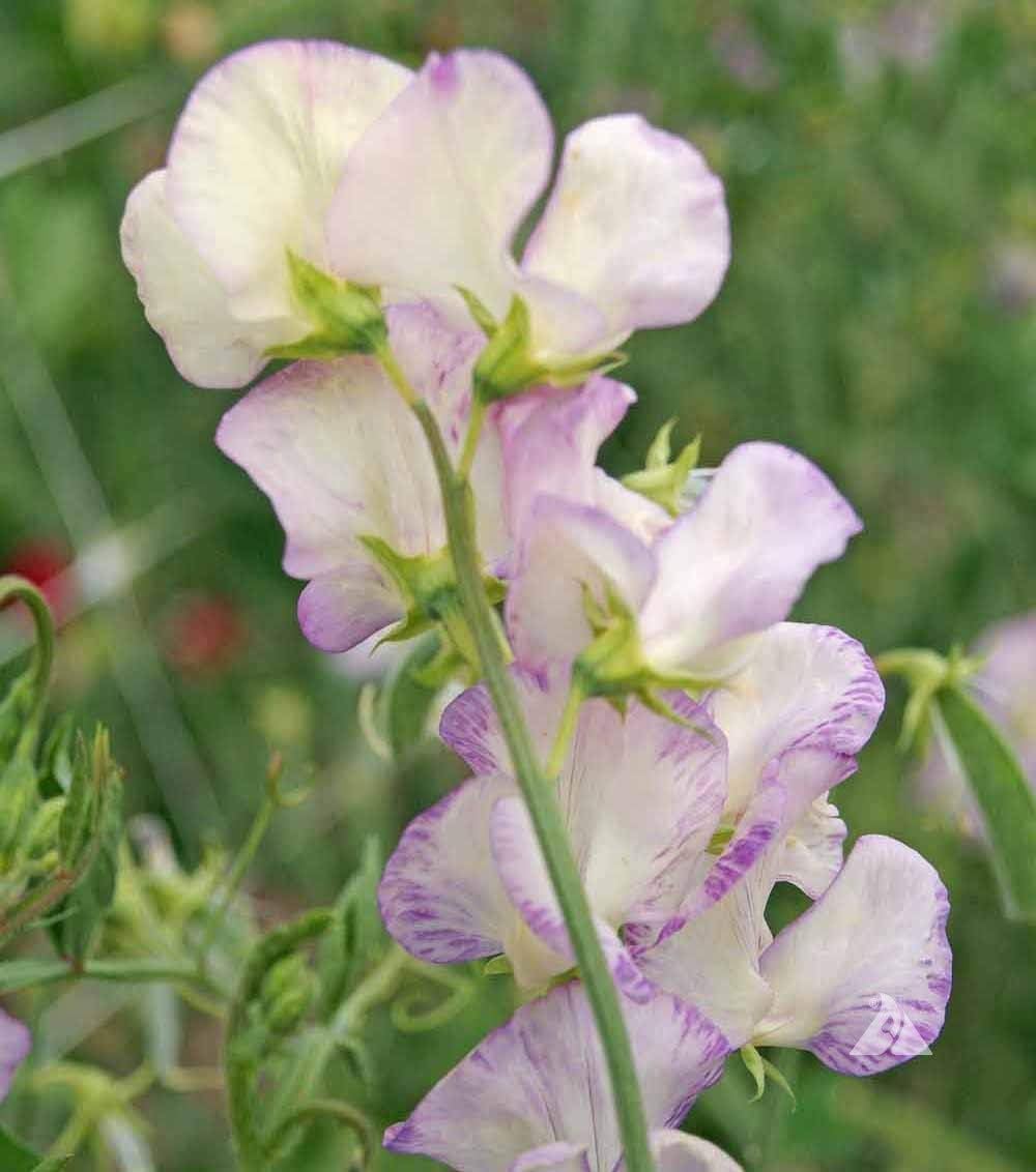 Heirloom White Purple Sweet Pea Flower Seeds