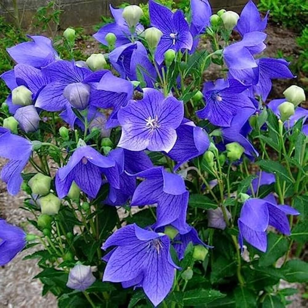 blue heirloom flower seeds