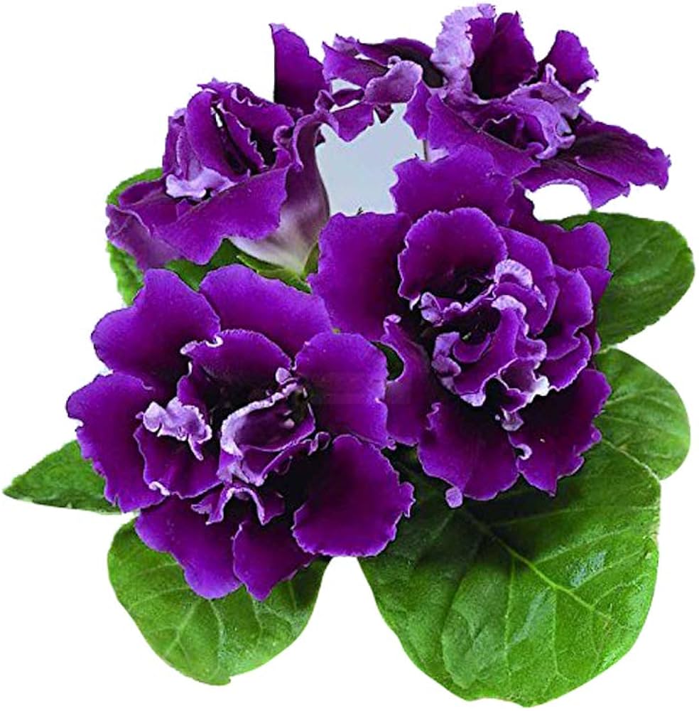 Fresh Brazilian Gloxinia Flower Seeds for Planting, White Violet 100 pcs