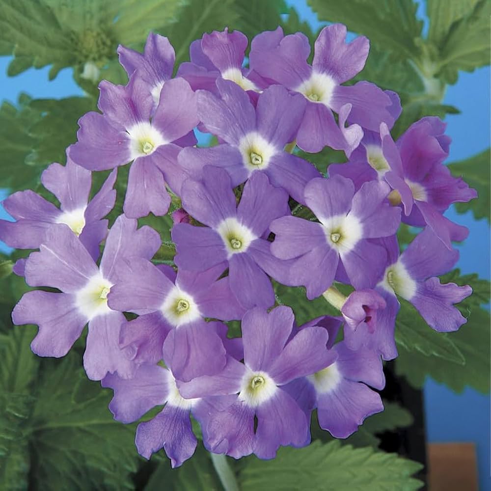Lavender White Verbena Flower Seeds