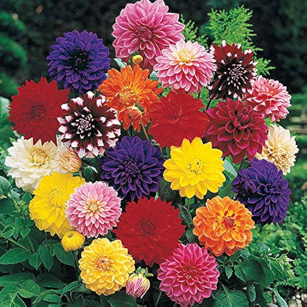 Fresh Dahlia Flower Seeds for Planting, Mixed Colour 100 pcs