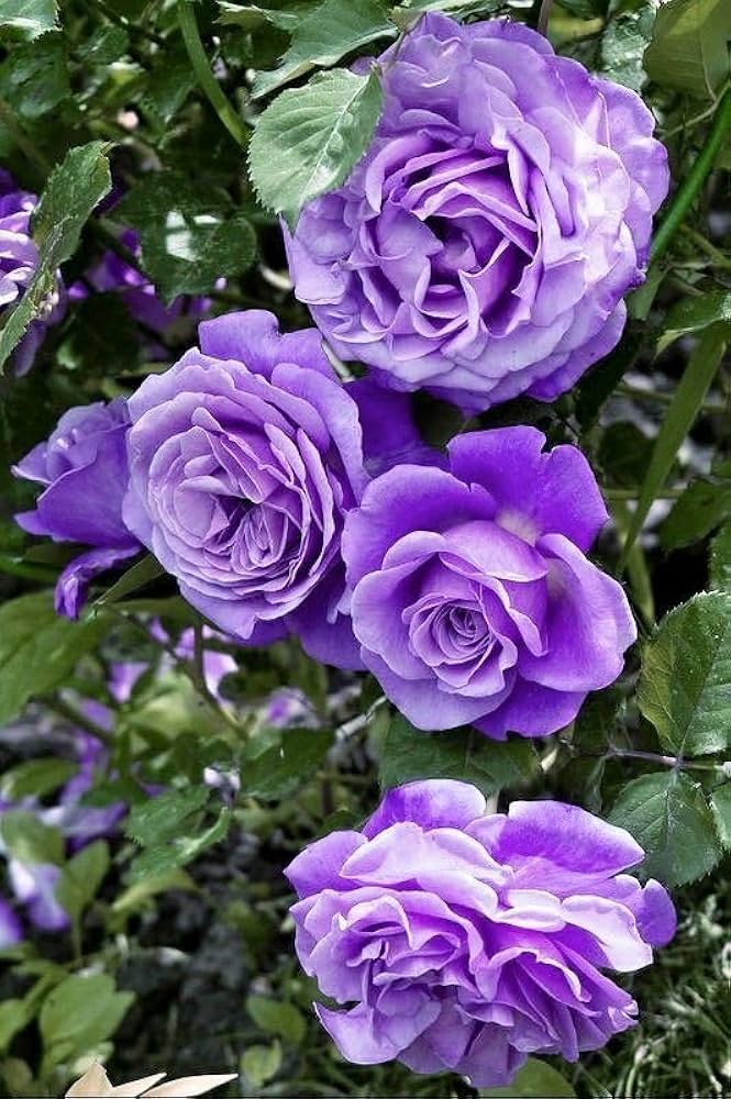 Purple Climbing Roses Flower Seeds for Planting - 100 pcs