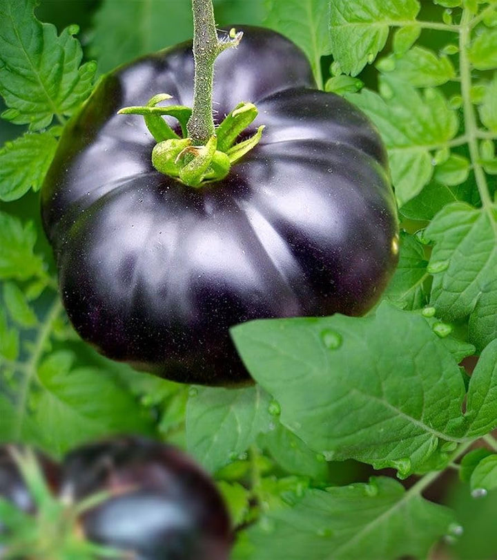 Gaint Black Tomato Seeds for Planting - 100 pcs