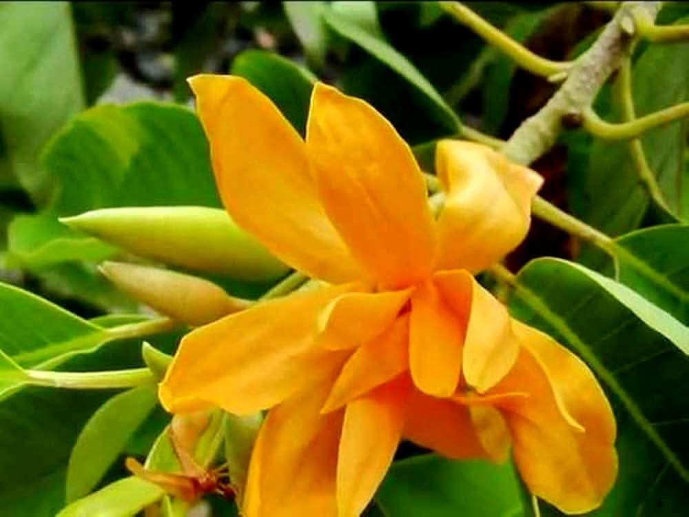 champaca magnolia flower seeds