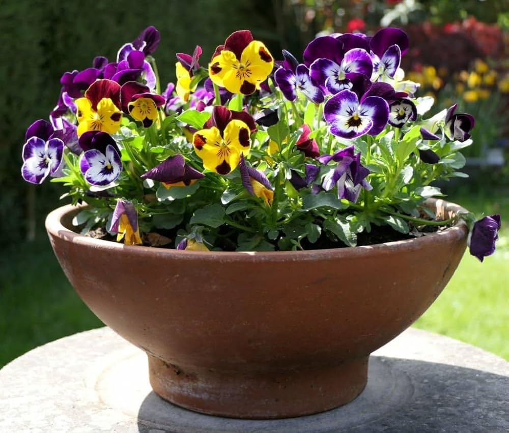 pansy viola flower seeds