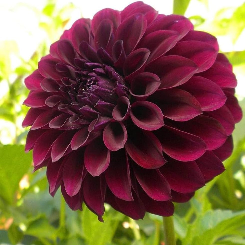 black red flower seeds