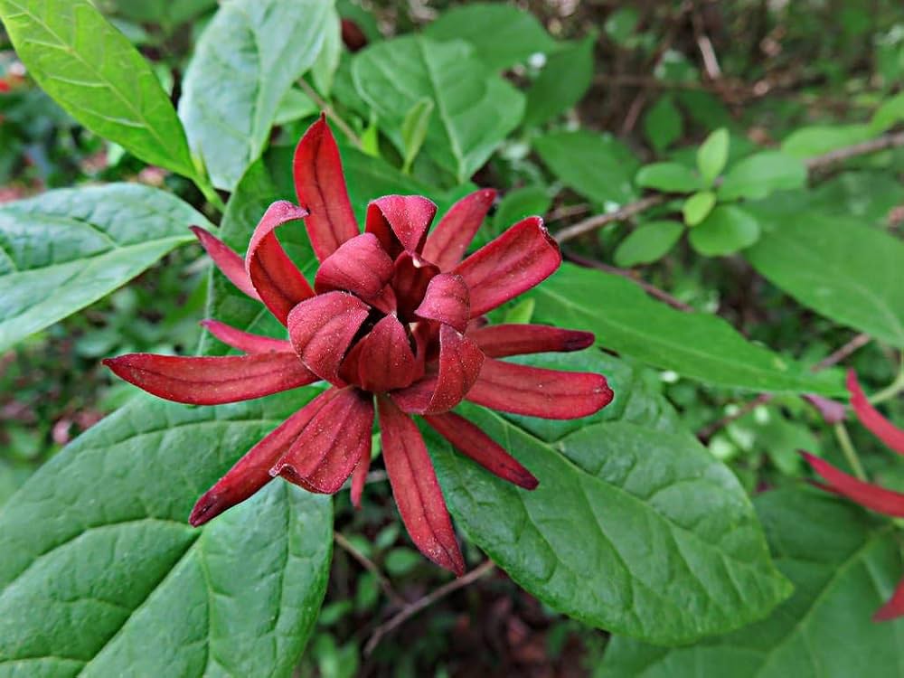 sweetshrub calycanthus flower seeds