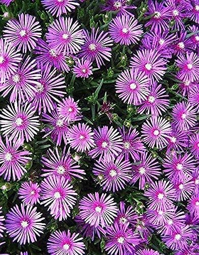 lampranthus maximiliana flower seeds