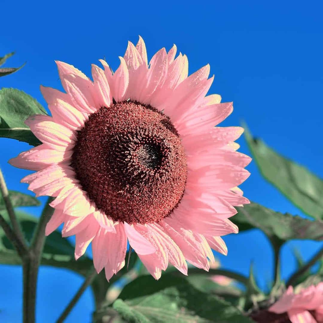 Baby Pink Sunflower Flower Seeds for Unique Gardens - 100 pcs