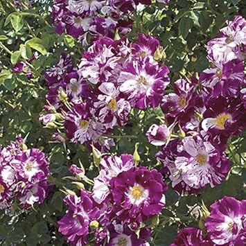 Flower Seeds, Seeds for Planting, Plant Seeds