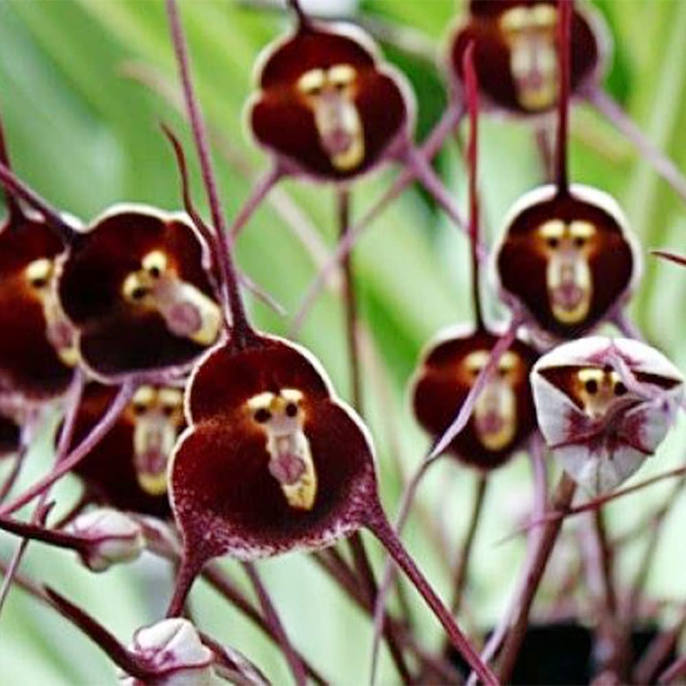 monkey face orchid flower seeds Monkey Face Orchid Seeds – Heirloom Non-GMO – Neeraseeds