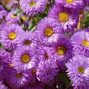 purple erigeron flower seeds