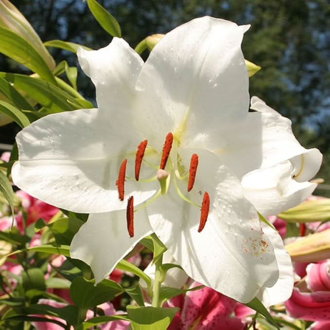 white pure flower seeds