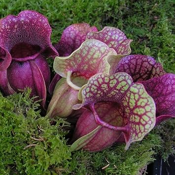 Flower Seeds, Seeds for Planting, Plant Seeds