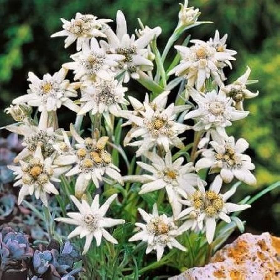 edelweiss leontopodium flower seeds