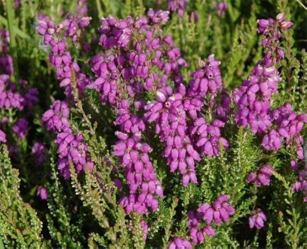 Violet Calluna Flower Seeds for Planting - 100 pcs