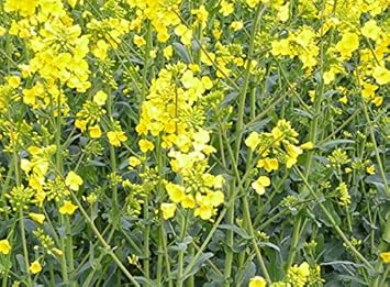 yellow rape flower seeds