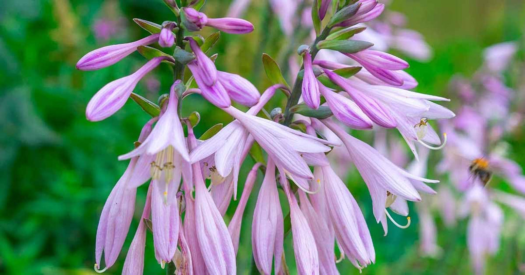 hosta seeds planting Heirloom Pink Hosta Flower Seeds Non-GMO for Garden Planting Shade-Lov – Neeraseeds