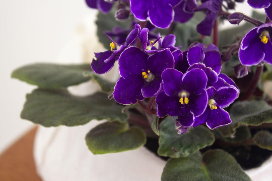 viola yedoensis flower seeds