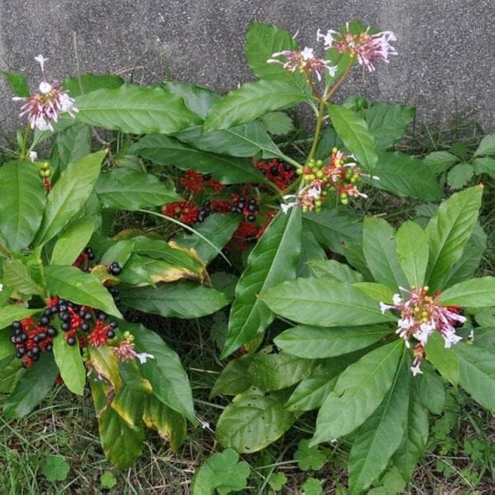 snakeroot eryngium flower seeds