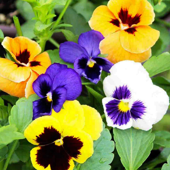 Gul violet stedmoderblomst blomsterfrø til plantning - 100 stk