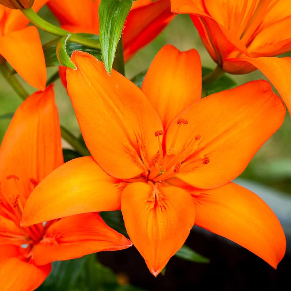 lily lilium flower seeds