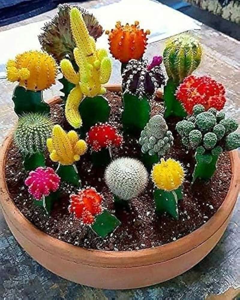 mixed cactus flower seeds