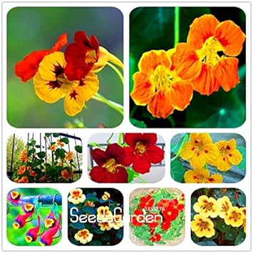 Flower Seeds, Seeds for Planting, Plant Seeds