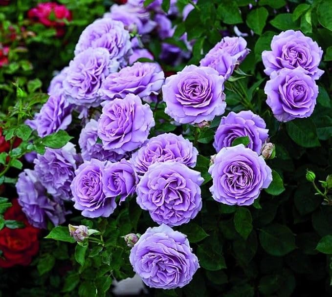 Violet Climbing Rose Flower Seeds – Heirloom Non-GMO Organic Garden Seeds | High Germination Seeds for Planting