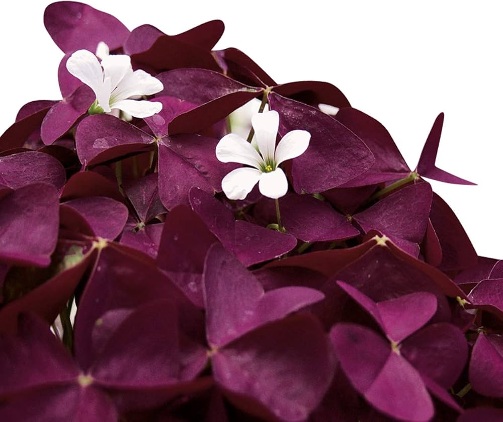 Oxalis Corymbosa Blomsterfrø til udplantning, 100 stk