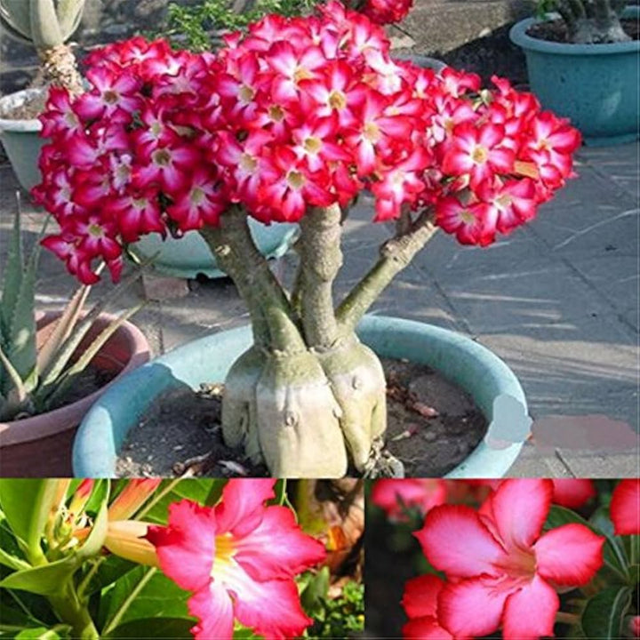 Red Adenium Obesum Flower Seeds for Planting – Heirloom, Non-GMO, High Germination Desert Rose Seeds