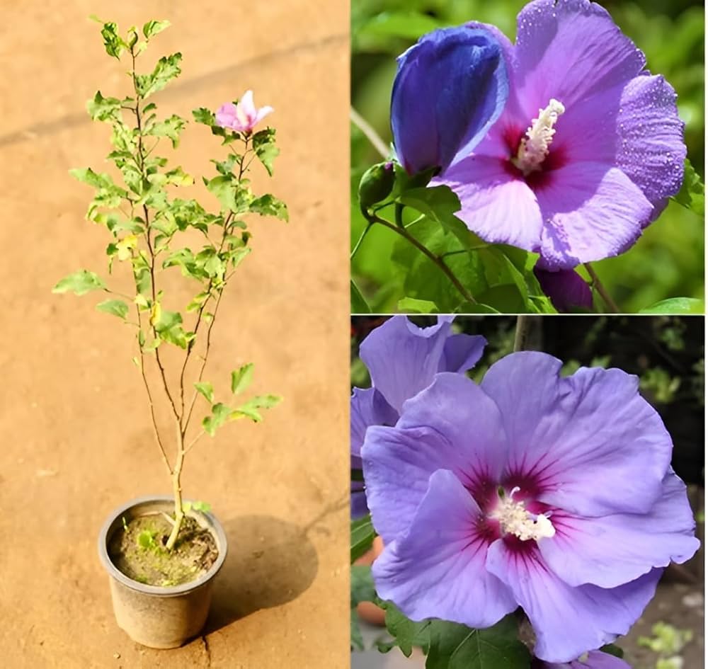 lavender hibiscus flower seeds