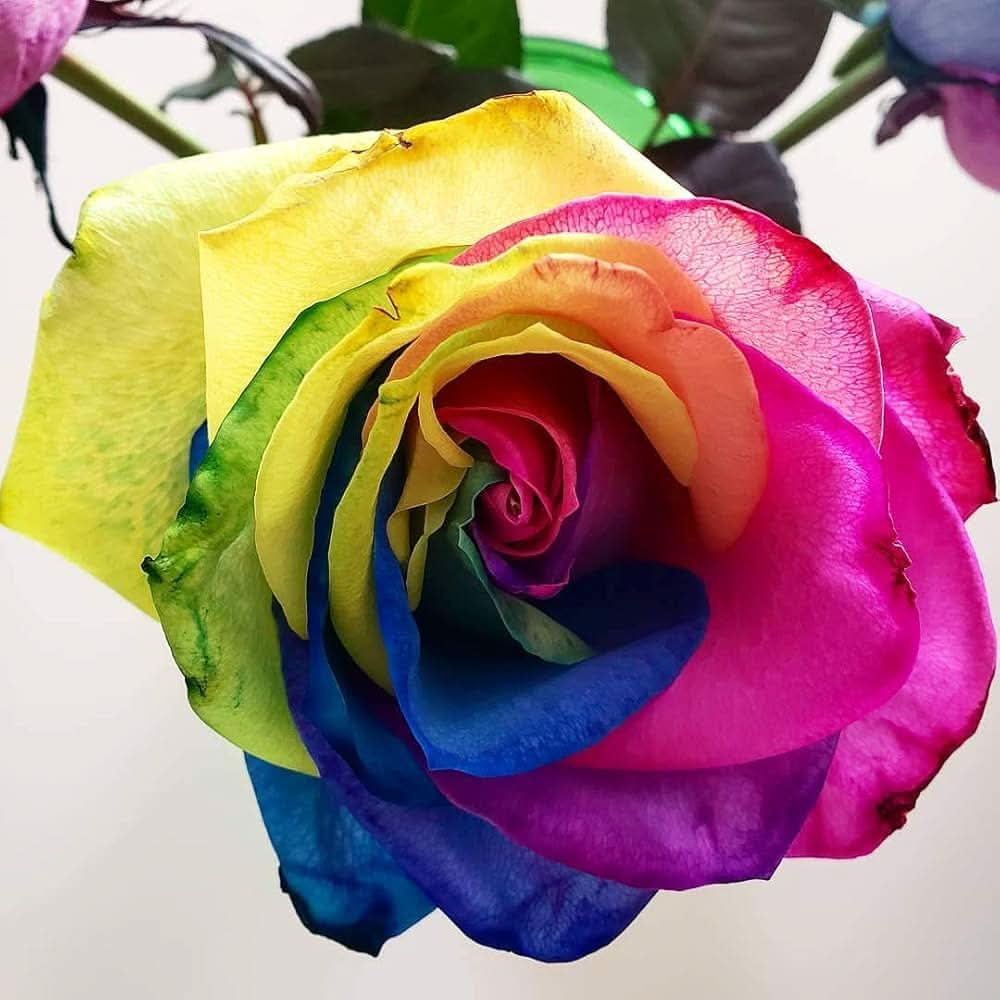 purple rainbow flower seeds