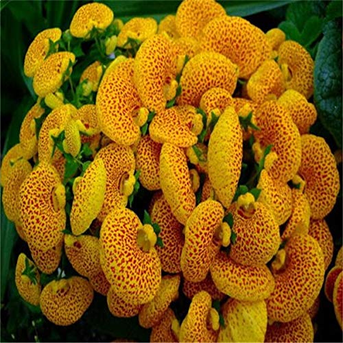 calceolaria flower flower seeds