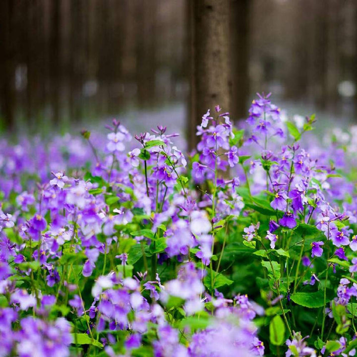 Heirloom Non-GMO Orychophragmus Flower Seeds – High Germination Organic Garden Seeds for Purple Spring Blooms