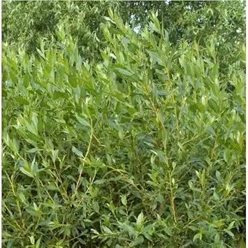 flame willow flower seeds