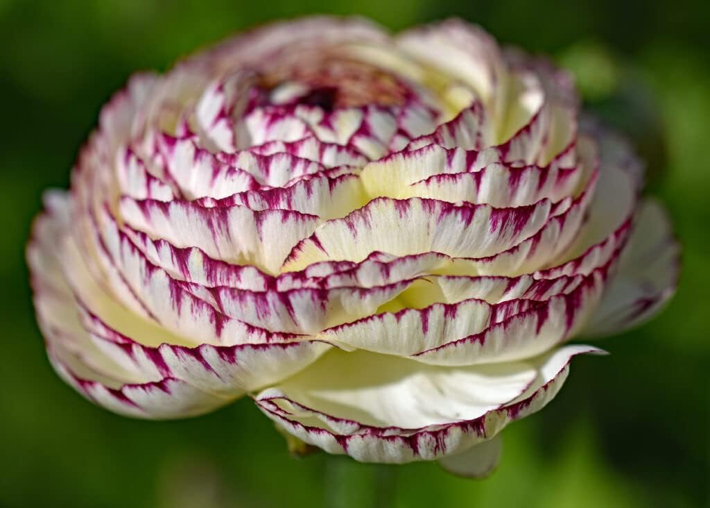 white purple flower seeds
