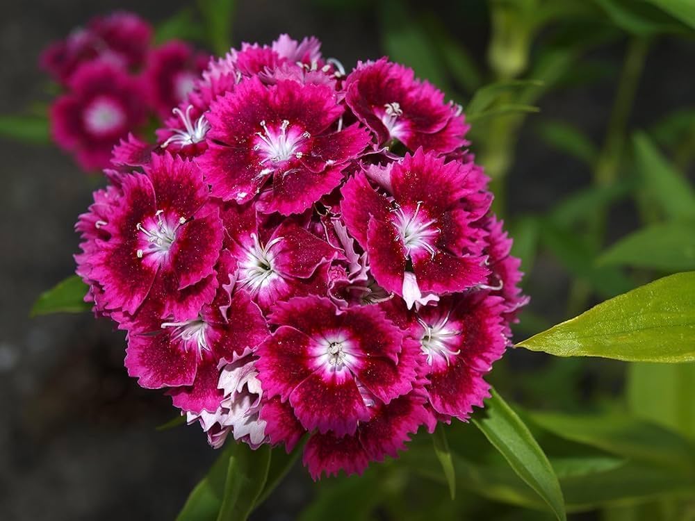 colorful carnation flower seeds