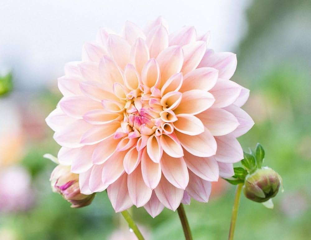 Dahlia Flower Seeds for Planting Soft Pink White 100 pcs