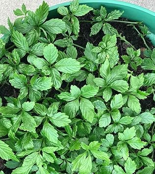 Flower Seeds, Seeds for Planting, Plant Seeds