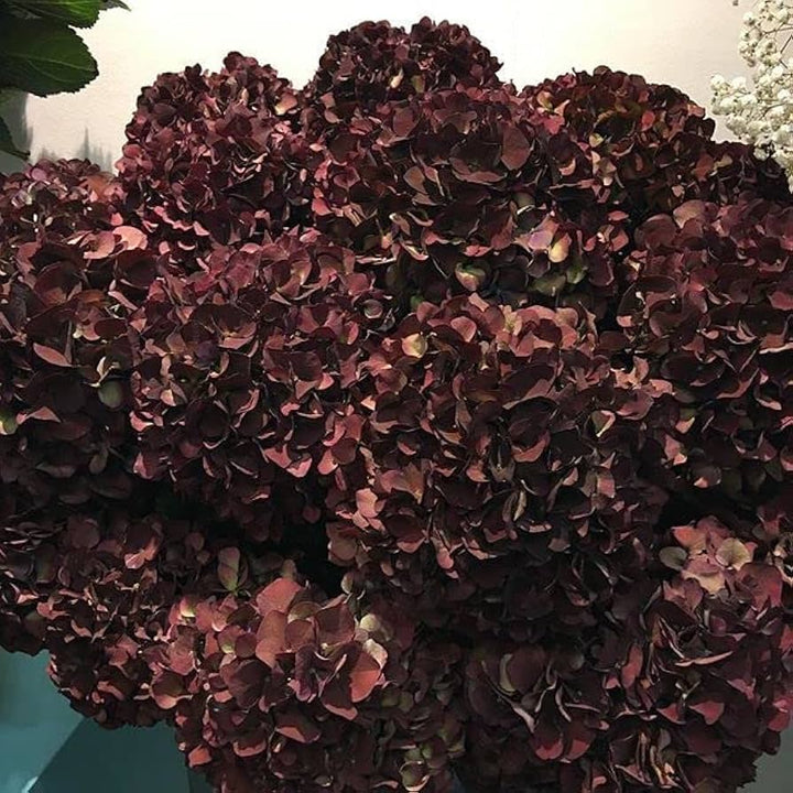 Hydrangea Flower Seeds for Planting, Chocolate, 100 pcs