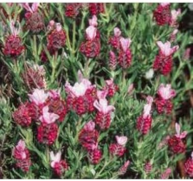 Red Lavender Flower Seeds for Planting