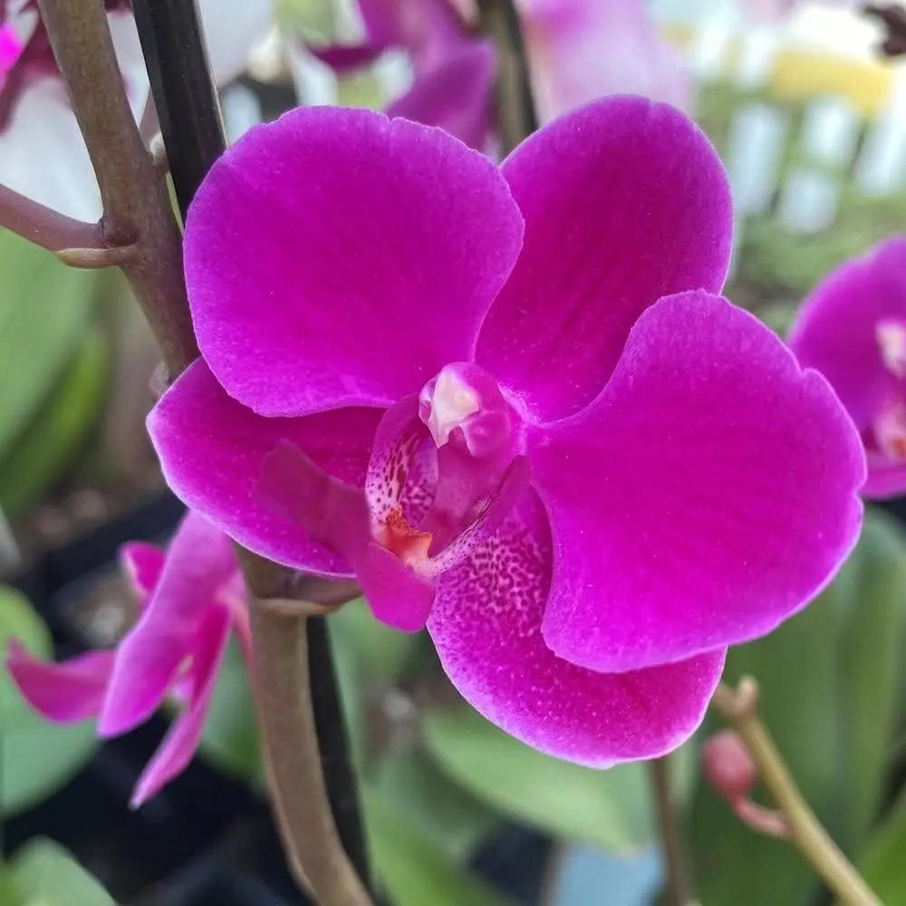 violet phalaenopsis flower seeds