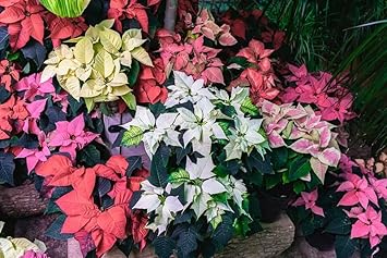 Flower Seeds, Seeds for Planting, Plant Seeds